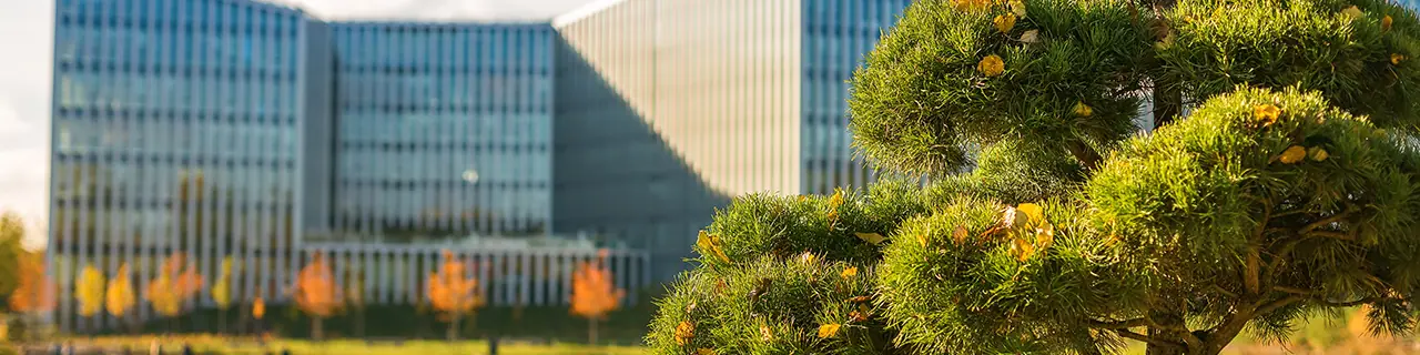 A well-maintained pine tree sits in a contemporary architectural setting with glass buildings and autumn foliage reflected in the water
